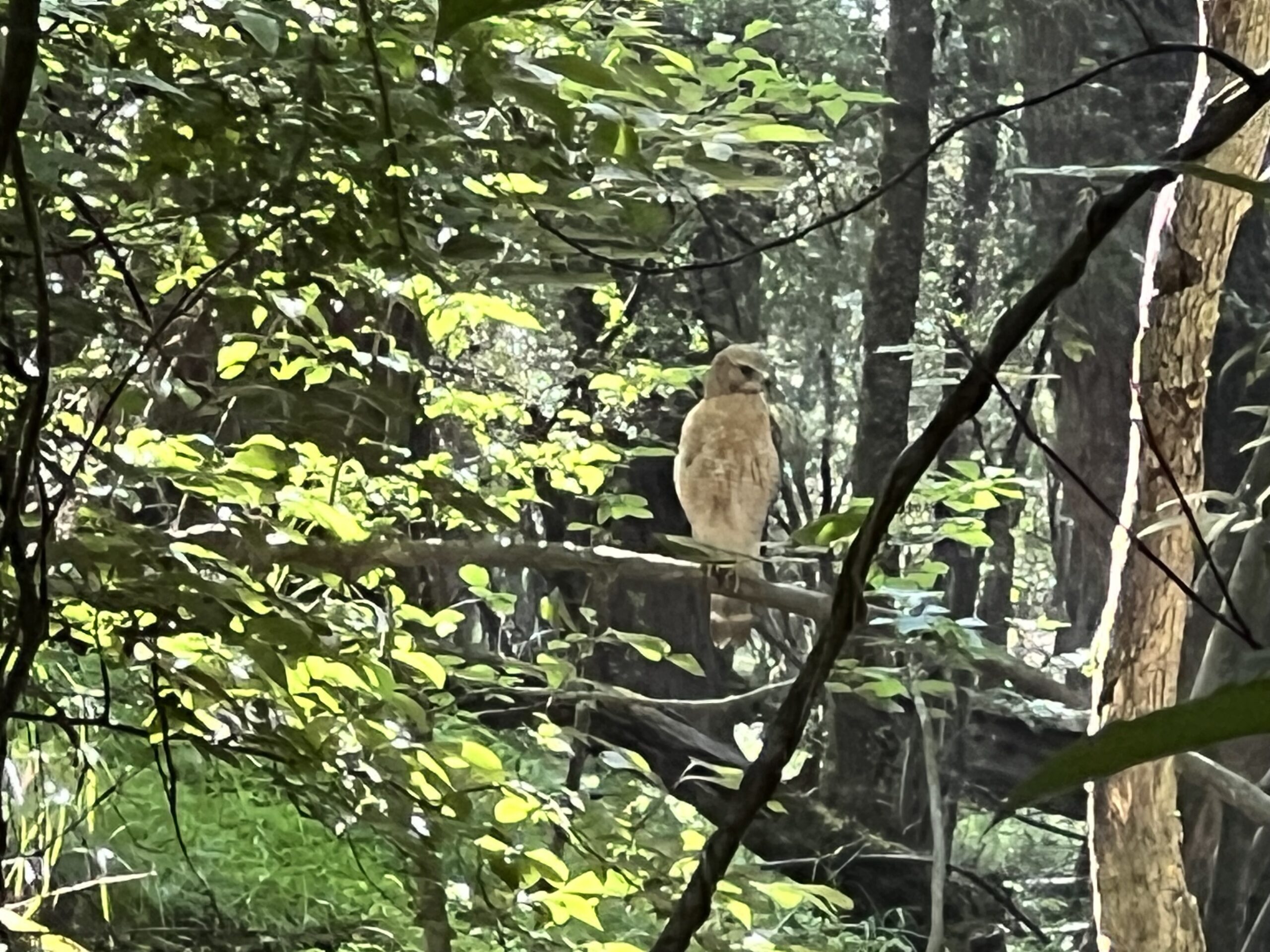 Red-shouldered Hawk