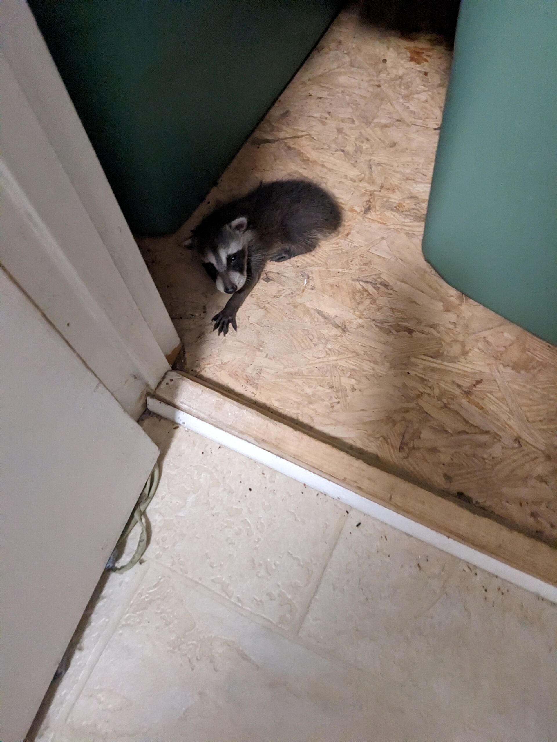 Raccoons in the attic