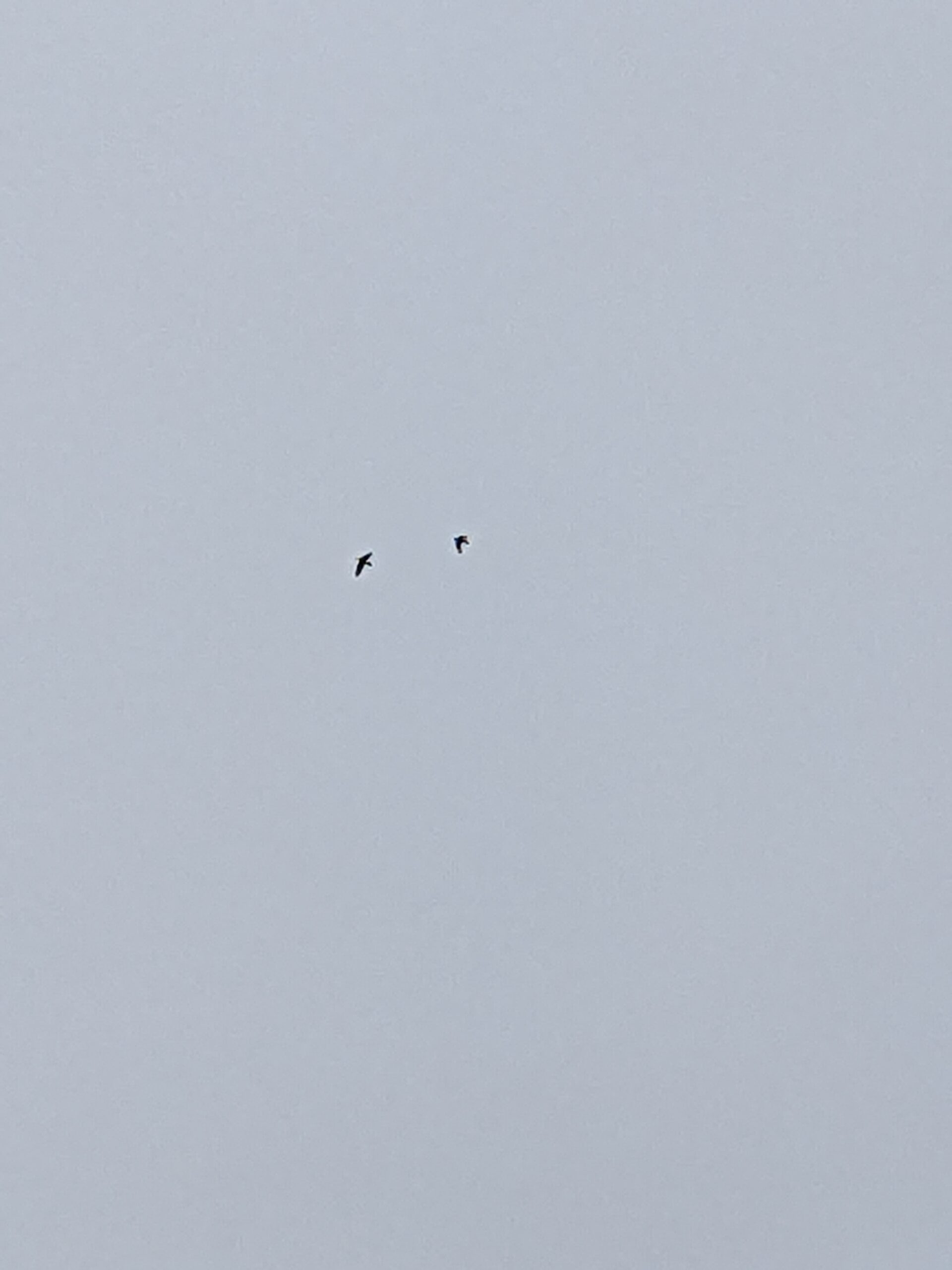 Ravens