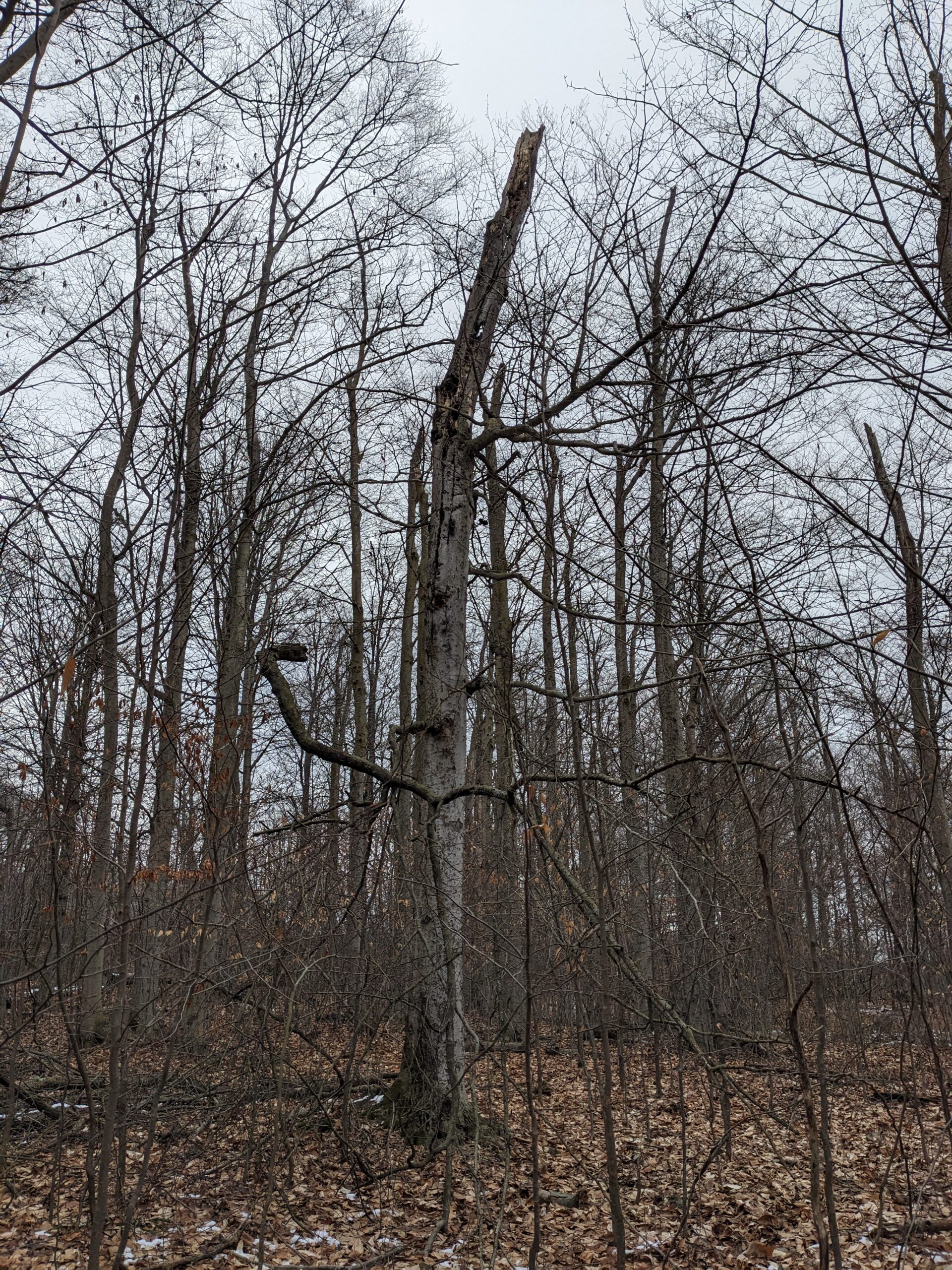 American Beech
