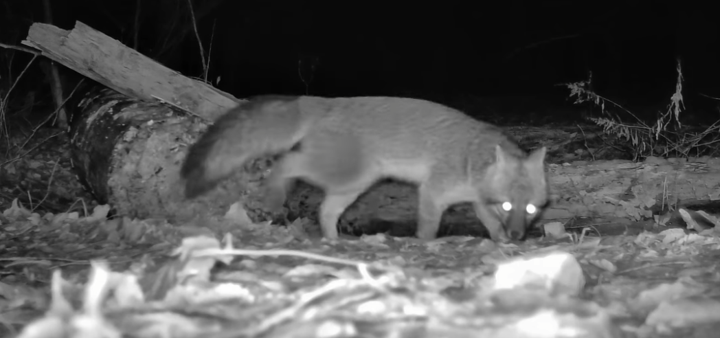 Gray Fox